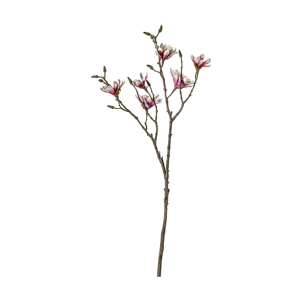 Thumbnail:  Magnolia Stem