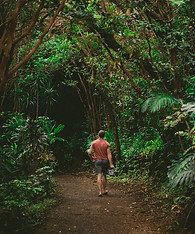 Into the Woods