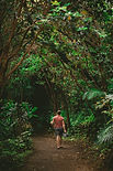 Into the Woods