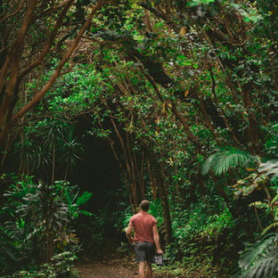 Dentro da floresta