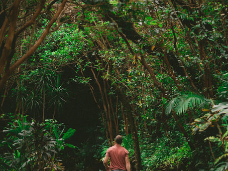 El Bosque