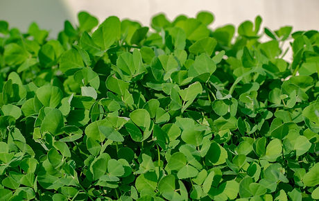 Fenugreek - Health Benefits of Leafy Greens