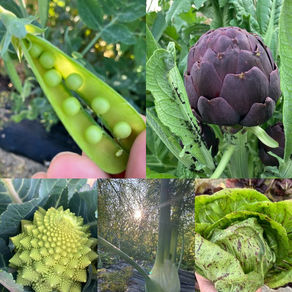 西洋野菜