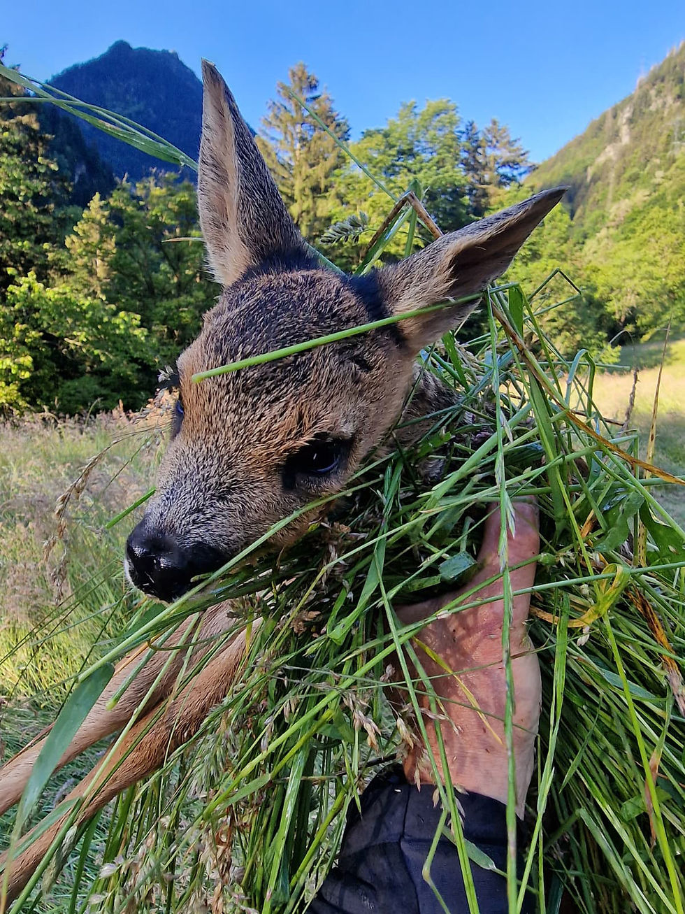 Ein gerettetes Rehkitz darf nie direkt berührt werden. Foto: zvg