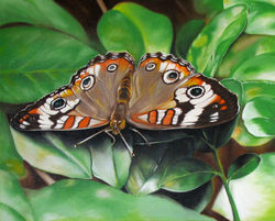 Buckeye Butterfly