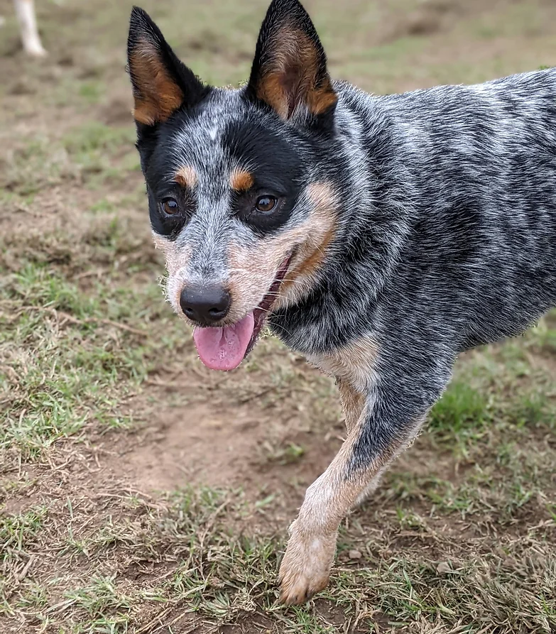General Businesses Bells Line of Road