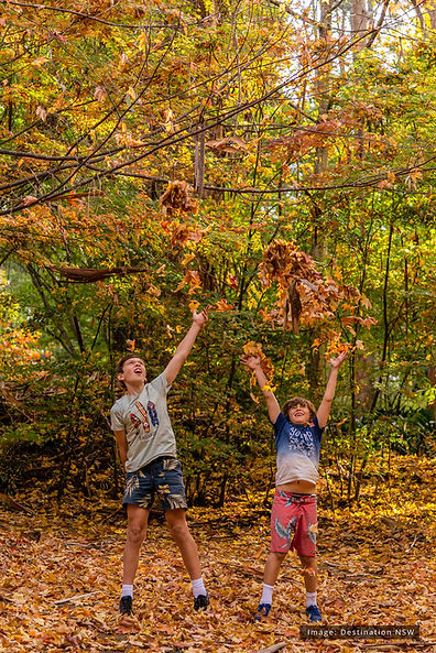 Kids-Thowing-Autumn-Leaves-Bilpin_DestinationNSW.jpg