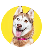 Diseño sin título (53)_edited.png