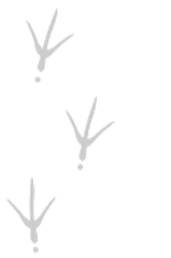 Footprints_edited_edited_edited_edited.p