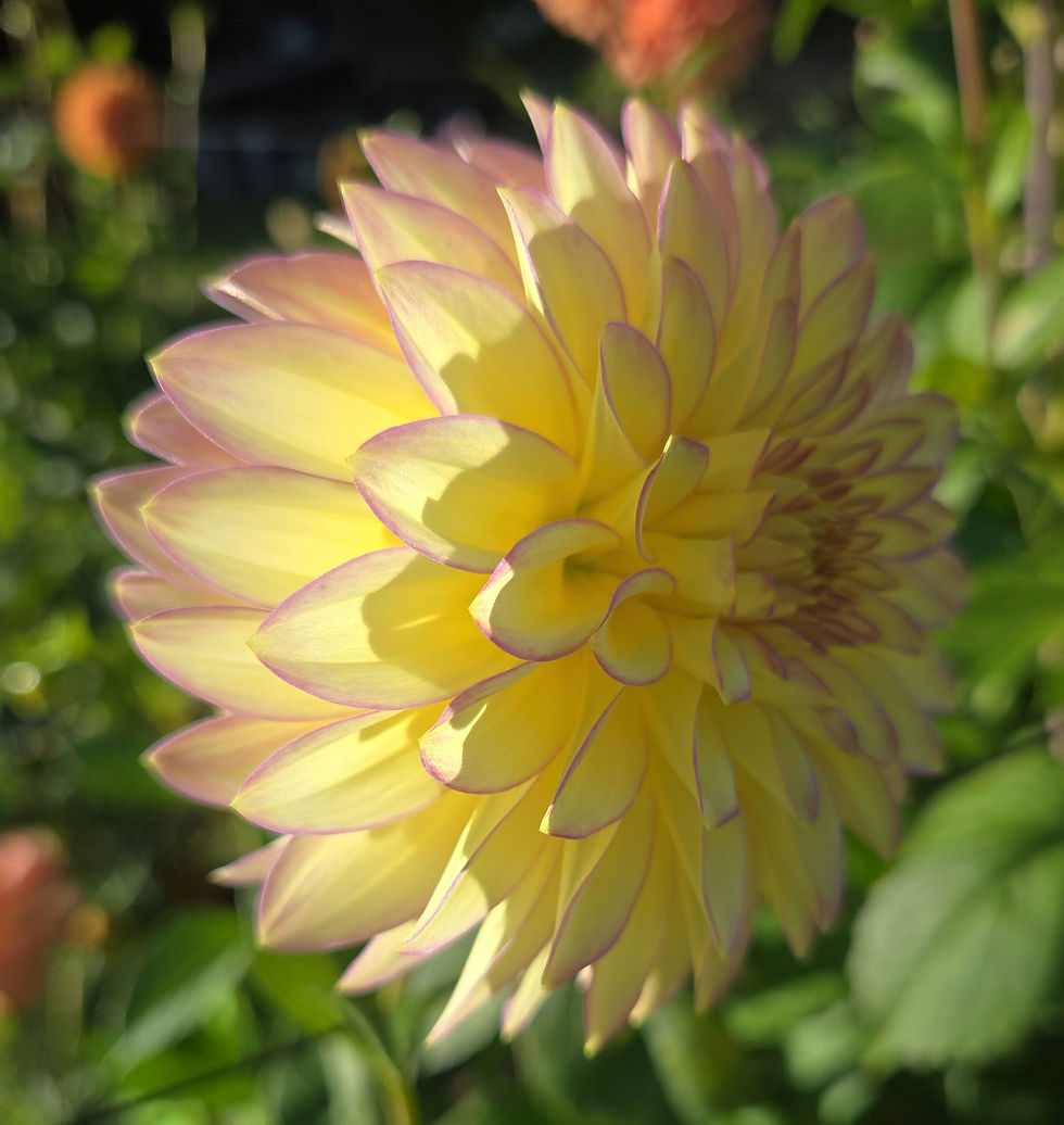 Thumbnail: BLOOMQUIST BLUSH