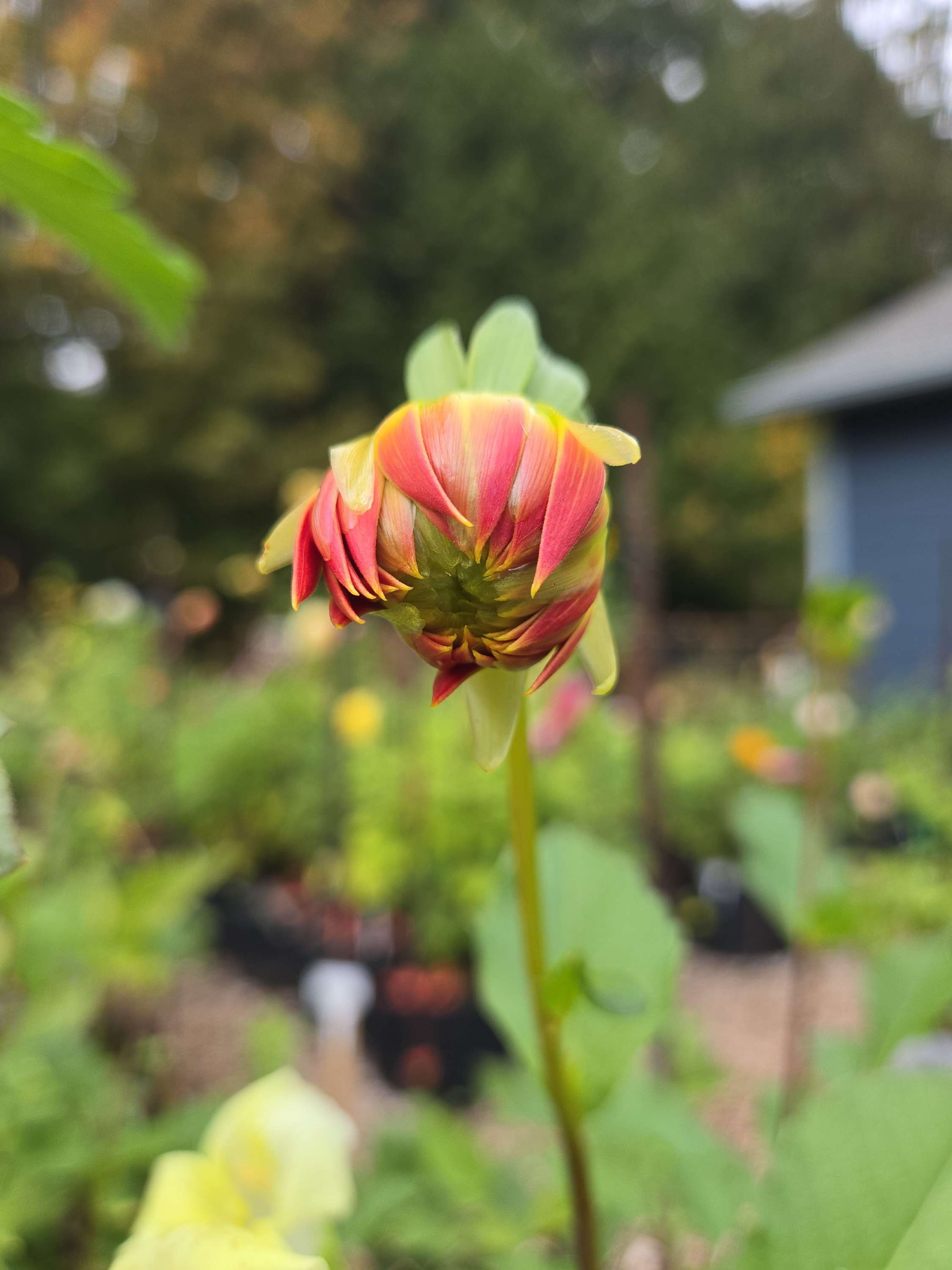 SEEDLING #3