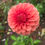 Thumbnail: SC-KELTI ROSE