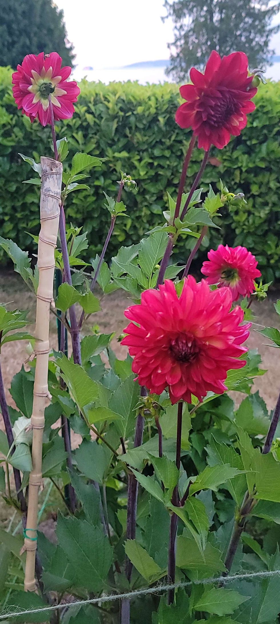 Thumbnail: BLOOMQUIST FOOTLOOSE