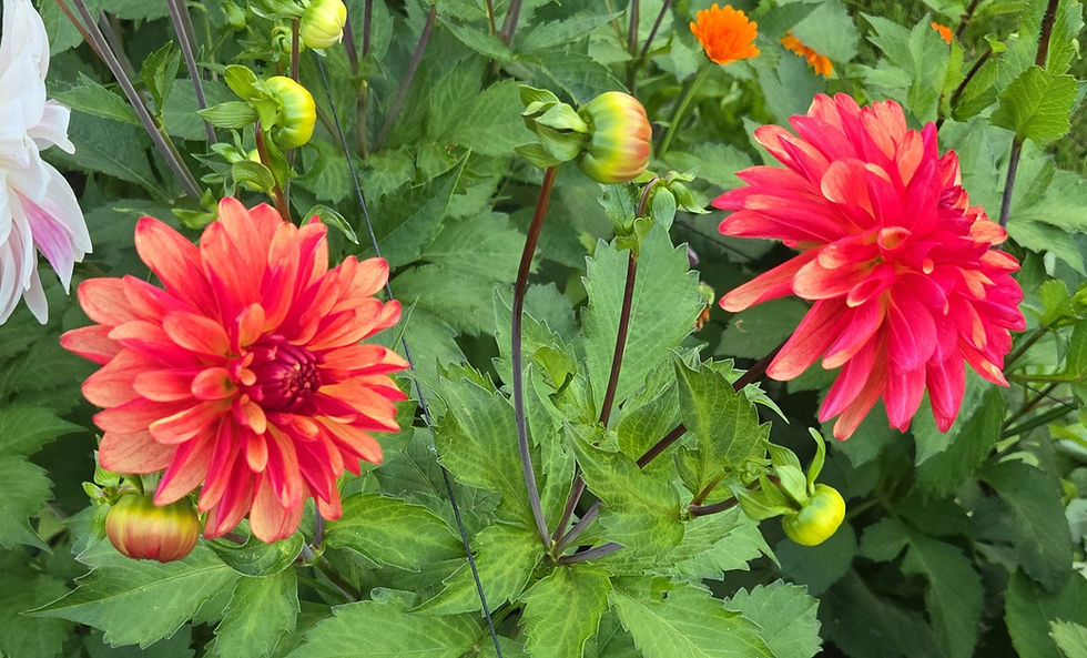 Thumbnail: CRAZY LEGS