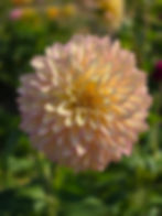 Thumbnail: BLOOMQUIST BLUSH