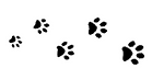 Cat paws