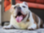 หมาพันธ์เล็ก bull dog