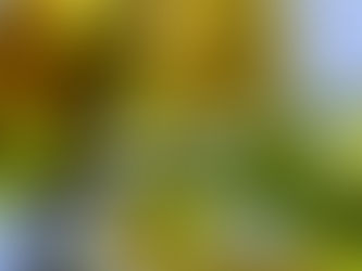 レインボーレッドの花