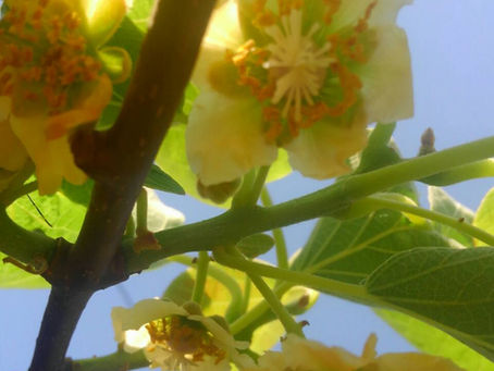 レインボーレッドの花