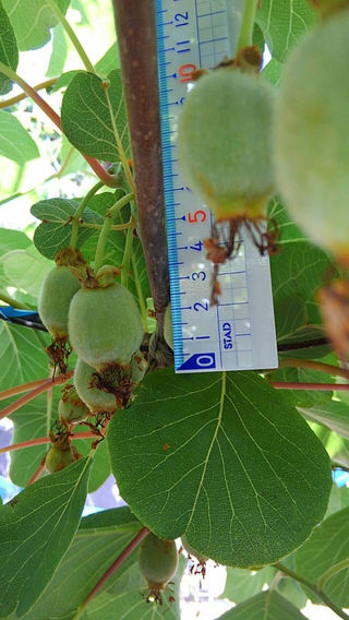 ジャンボイエロー