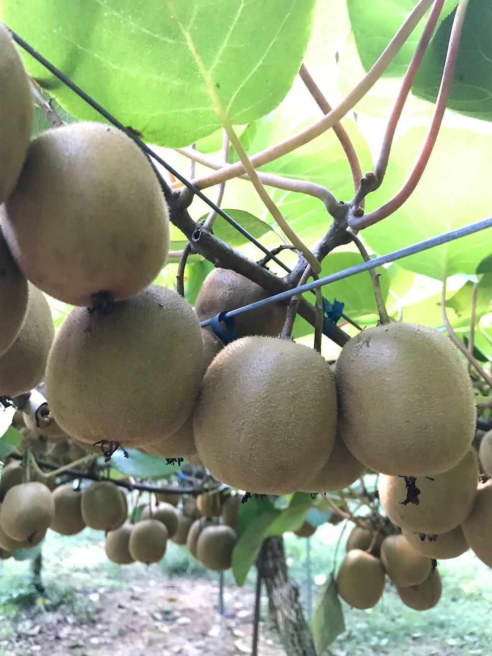 国産キウイ　藤井虹色農園　アップルキウイ
