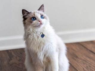 Ragdoll Cat