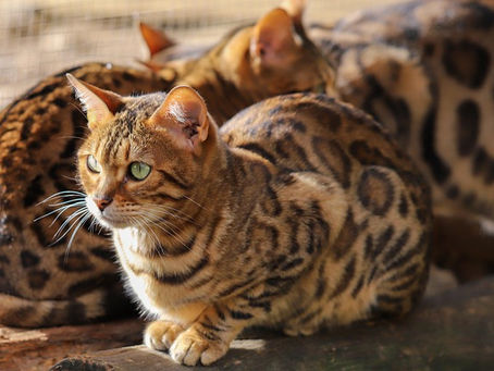 Bengal Cat Dubai
