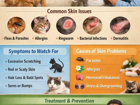 Common Cat Skin Problems: Causes, Symptoms, and Solutions