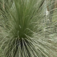 DASYLIRION-longissimum-peluchon-jardin