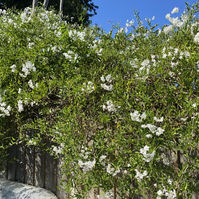 SOLANUM JASMINOIDE ALBUM-Péluchon Jardin