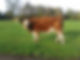 heifer_new1_20140107_2055711297