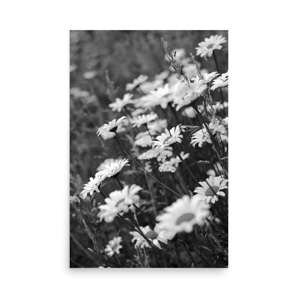 Wild Daisy
