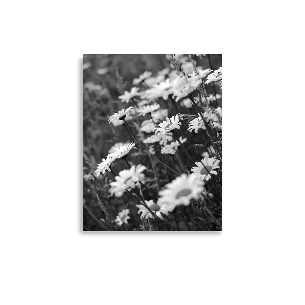 Thumbnail: Wild Daisy