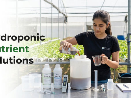 Hydroponic nutrient solution preparation inside a commercial hydroponic farm by Maximum Cultivator