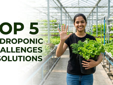 Top 5 Hydroponic Challenges and Their Effective Solutions