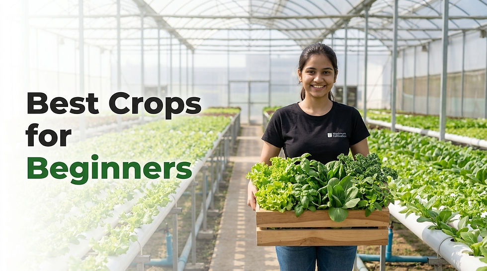 Best hydroponic crops for beginners in India