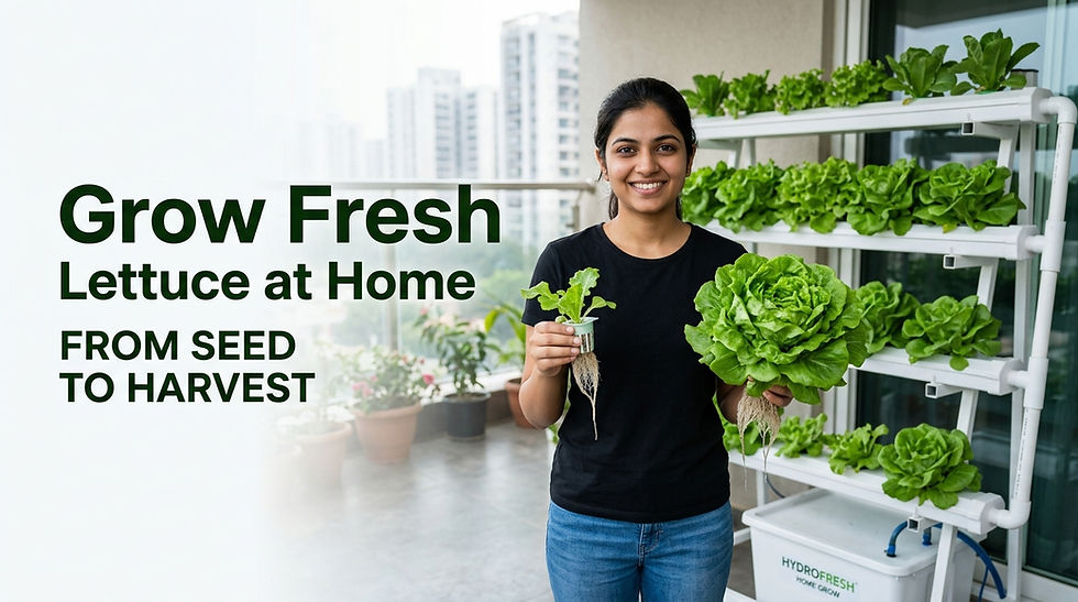 How to Grow Lettuce Hydroponically at Home: Complete Beginner's Guide