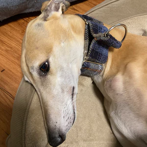 Thumbnail: Blue and beige McKenzie check