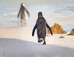 Kopie van Kopie van 2025 voorblad (210 x 153 mm).png