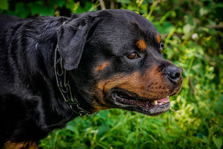 Meet the mighty Rottweiler, a breed that commands respect with its powerful presence and unwavering loyalty. Behind that strong exterior lies a heart of gold, ready to shower you with love and devotion."