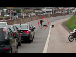 Motociclista pára o trânsito e salva a vida de cães em Grande SP