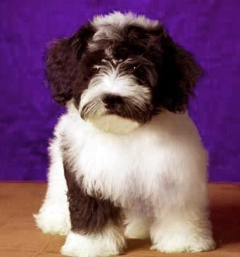 chocolate parti havanese