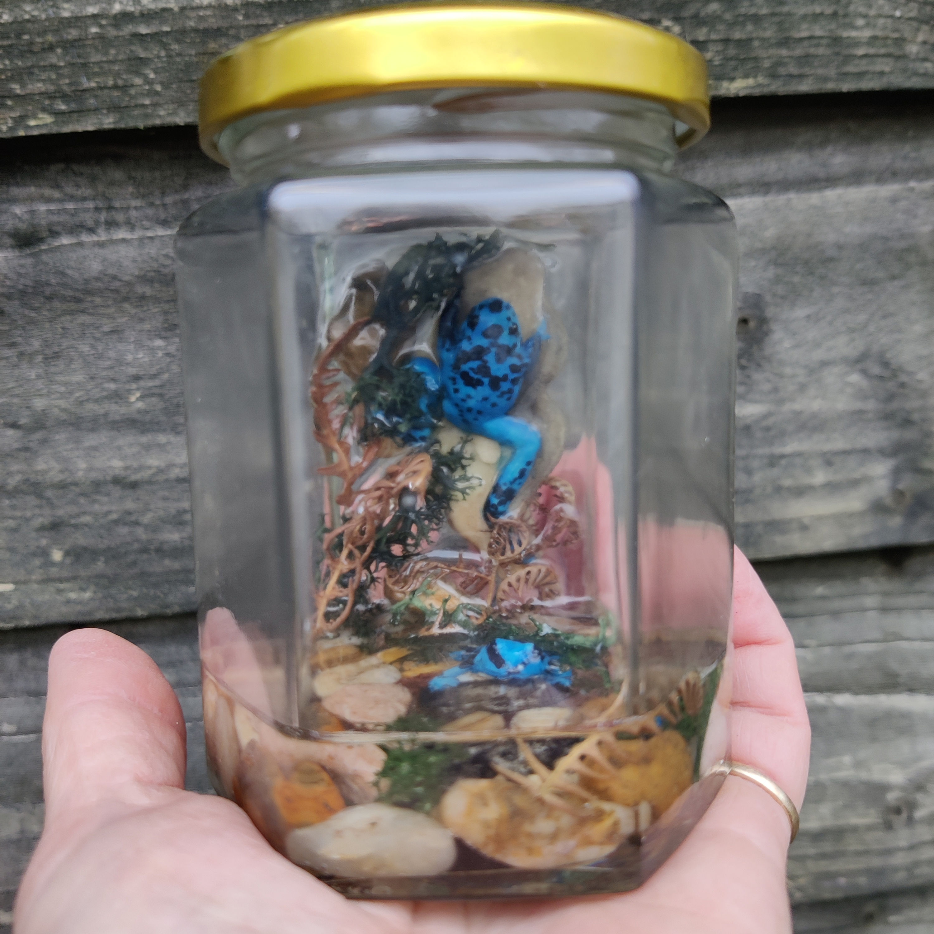 Tree frogs in labelled jars.