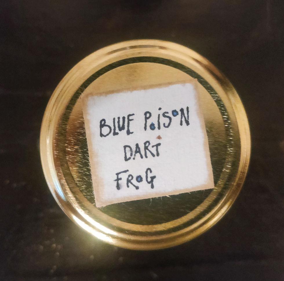 Thumbnail: Tree frogs in labelled jars.