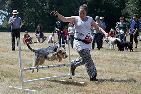Dog & Pet Show