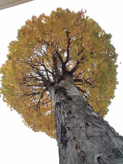 10 - October 21, 2016 (16)