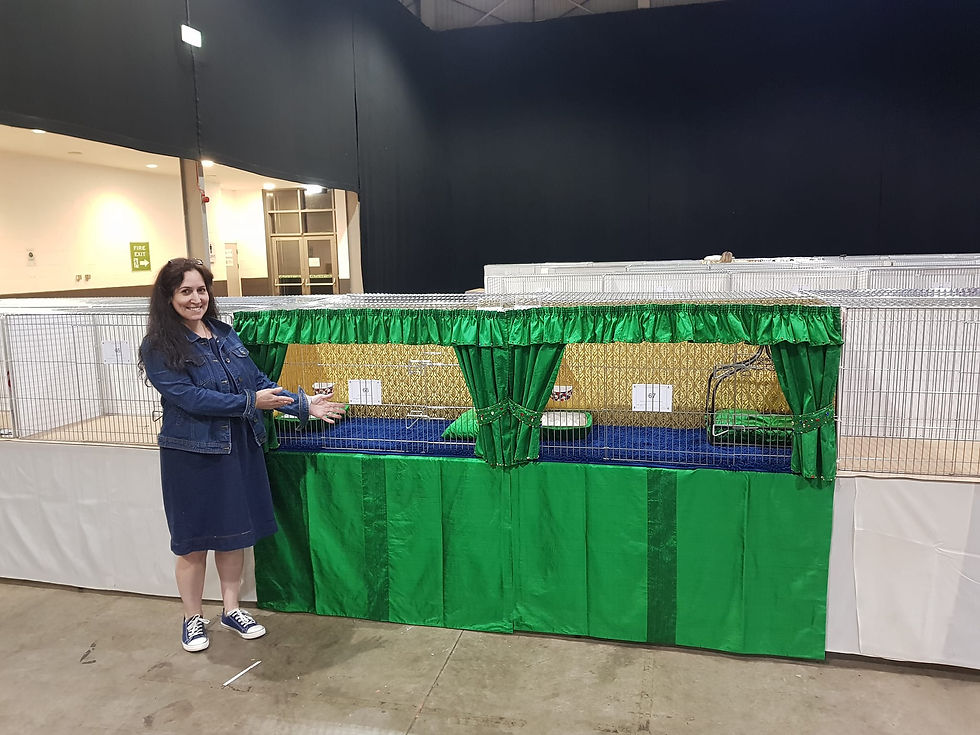 GCCF Shows Results BelleAmiche Ragdoll