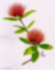 Mo-Lehua Flower