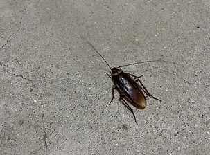 ゴキブリ駆除