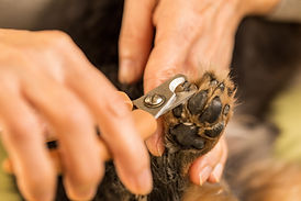 お家にペットを迎えられたら